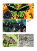 Бабочки — фото, картинка — 11