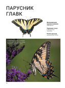 Бабочки — фото, картинка — 12