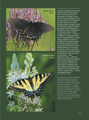 Бабочки — фото, картинка — 13