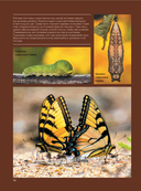 Бабочки — фото, картинка — 14