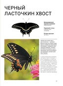 Бабочки — фото, картинка — 15