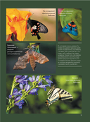 Бабочки — фото, картинка — 3