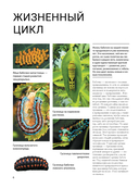 Бабочки — фото, картинка — 4