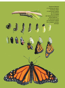 Бабочки — фото, картинка — 5