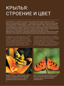 Бабочки — фото, картинка — 6