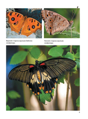 Бабочки — фото, картинка — 7