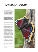 Бабочки — фото, картинка — 8