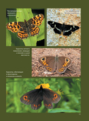 Бабочки — фото, картинка — 9