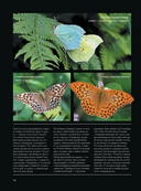 Бабочки — фото, картинка — 10