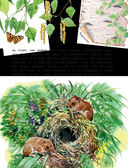 Рассказы о природе — фото, картинка — 3