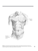 Анатомия для художников — фото, картинка — 11