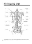 Анатомия для художников — фото, картинка — 12