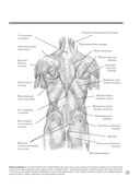 Анатомия для художников — фото, картинка — 13