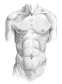 Анатомия для художников — фото, картинка — 6