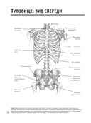 Анатомия для художников — фото, картинка — 8