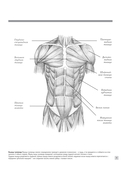 Анатомия для художников — фото, картинка — 9