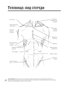 Анатомия для художников — фото, картинка — 10