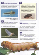 Насекомые. 250 фактов — фото, картинка — 1