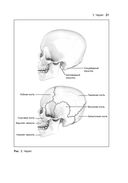Анатомия тела в движении — фото, картинка — 35