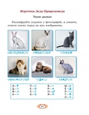 Ребятам о домашних кошках — фото, картинка — 7