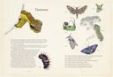 Загадочный мир бабочек — фото, картинка — 2