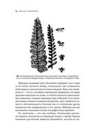 Краткая история насекомых. Шестиногие хозяева планеты — фото, картинка — 15