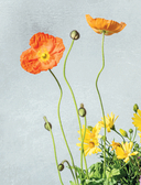 Магия контейнерного сада. Цветочный дизайн террас, веранд, балконов, патио и маленьких садов — фото, картинка — 12