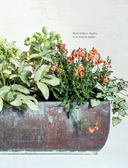 Магия контейнерного сада. Цветочный дизайн террас, веранд, балконов, патио и маленьких садов — фото, картинка — 5