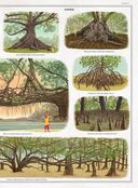 Деревья — фото, картинка — 10