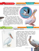 Красная книга России — фото, картинка — 11