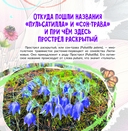 Прострел раскрытый. Растение года Беларуси — фото, картинка — 3