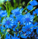 Назавіце расліну — фото, картинка — 7