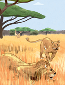 Животные каждый день — фото, картинка — 19