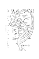 Первые шаги. Как прямохождение сделало нас людьми — фото, картинка — 8