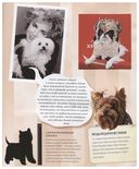 Собаки. Книжка-сюрприз для всех, кто обожает собак — фото, картинка — 3