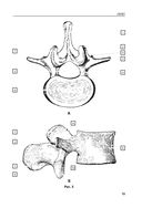Анатомия человека. Компактный атлас-раскраска — фото, картинка — 13