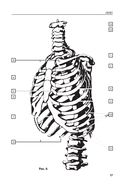 Анатомия человека. Компактный атлас-раскраска — фото, картинка — 15