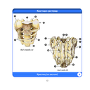 Анатомия человека. Компактный атлас. Опорно-двигательный аппарат — фото, картинка — 11