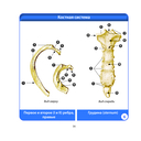 Анатомия человека. Компактный атлас. Опорно-двигательный аппарат — фото, картинка — 15