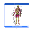 Анатомия человека. Компактный атлас. Опорно-двигательный аппарат — фото, картинка — 5