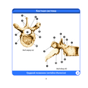 Анатомия человека. Компактный атлас. Опорно-двигательный аппарат — фото, картинка — 7