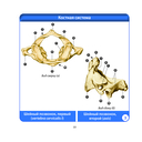 Анатомия человека. Компактный атлас. Опорно-двигательный аппарат — фото, картинка — 9