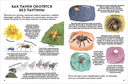 Детская энциклопедия насекомых — фото, картинка — 1