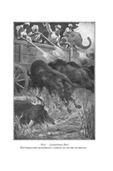 Сандокан. Коварный брамин из Ассама. Гибель империи. Реванш Янеса — фото, картинка — 12