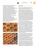 Пчеловодство. Большая иллюстрированная энциклопедия — фото, картинка — 15